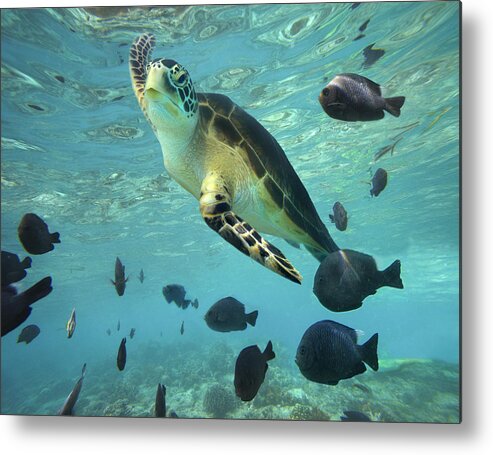00451420 Metal Print featuring the photograph Green Sea Turtle Balicasag Island by Tim Fitzharris