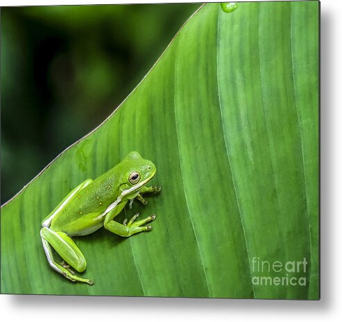 Frog Metal Print featuring the photograph Green Tree Frog by Ken Frischkorn