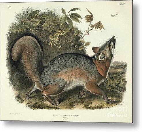 Grey Fox Metal Print featuring the painting Grey Fox by John James Audubon