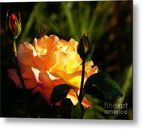 Rose Metal Print featuring the photograph Guarded by Linda Shafer