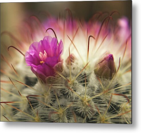 Cactus Metal Print featuring the photograph Handle with Care by Holly Ross