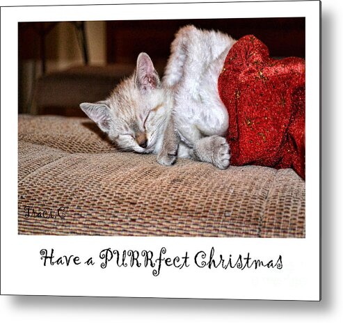 Christmas Metal Print featuring the photograph Have a Purrfect Christmas by Traci Cottingham