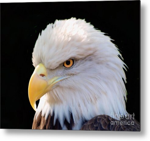 Eagle Metal Print featuring the photograph Have My Eye on You by Ken Frischkorn