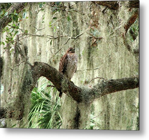 Nature Metal Print featuring the photograph Hawk in Live Oak Hammock by Peggy Urban