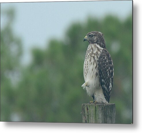 Bird Metal Print featuring the photograph Hawk resting a leg by Keith Lovejoy