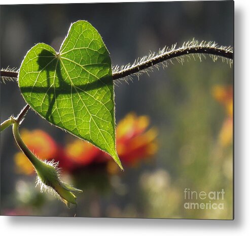 Nature Metal Print featuring the photograph Heart Leaf 1 by Christy Garavetto