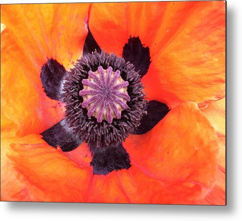 Orphelia Aristal Metal Print featuring the photograph Heart of a Poppy by Orphelia Aristal