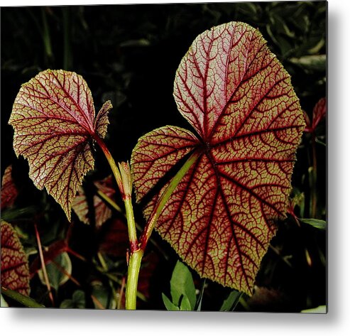 Begonia Metal Print featuring the photograph Hearty Begonia Backside by Allen Nice-Webb