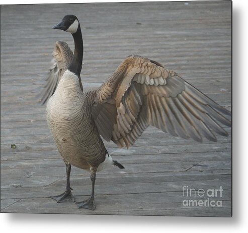 Geese Metal Print featuring the painting Here I Am by Heather Hennick