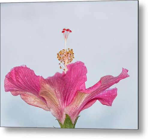 Pink Metal Print featuring the photograph Hibiscus Looking Upward by Dorothy Cunningham