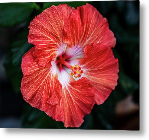 Hibiscus Metal Print featuring the photograph Hibiscus by Pamela S Eaton-Ford
