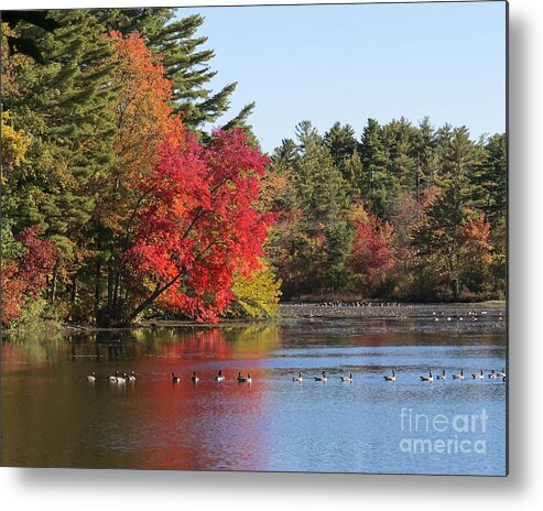 Fall Foliage Metal Print featuring the photograph High Season by Lili Feinstein