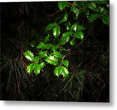 Holly Metal Print featuring the photograph Holly Branch Among the Pines by Bill Swartwout