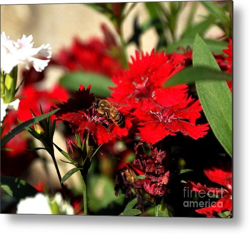 Flower Metal Print featuring the photograph Honey Bee On Flower by John Black