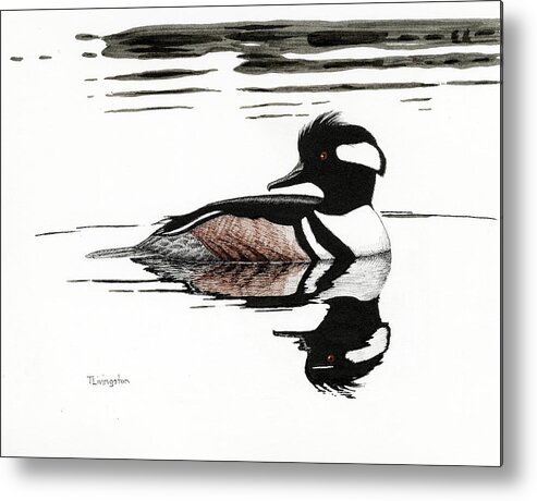Pen And Ink Metal Print featuring the drawing Hooded Merganzer by Timothy Livingston
