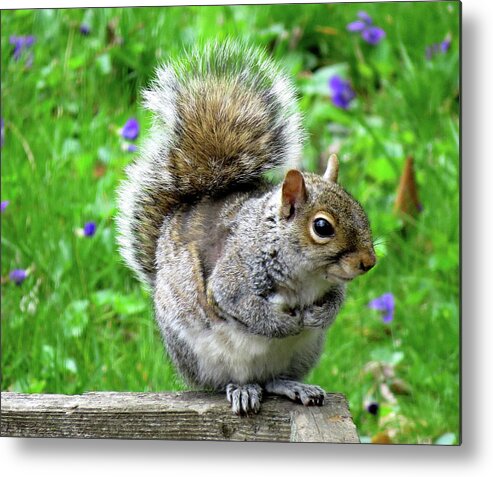 Eastern Grey Squirrels Metal Print featuring the photograph Humble Squirrel by Linda Stern