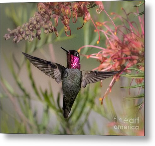 Hummingbird Metal Print featuring the photograph Hummingbird Flight by Lisa Manifold