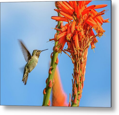 Hummingbird Metal Print featuring the photograph Hummingbird Flowers by Jerry Cahill