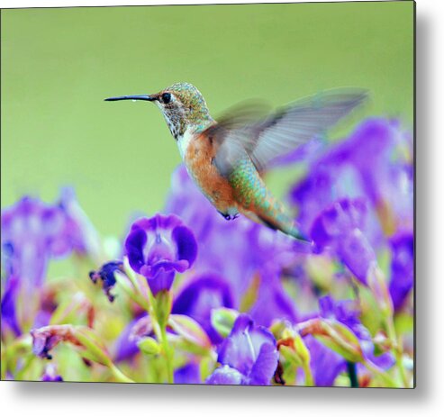 Hummingbird Metal Print featuring the photograph Hummingbird Visiting Violets by Laura Mountainspring