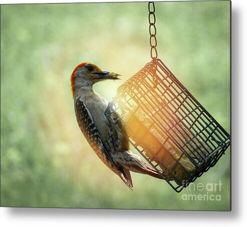 Photoshop Metal Print featuring the photograph Hungry Woodpecker by Melissa Messick