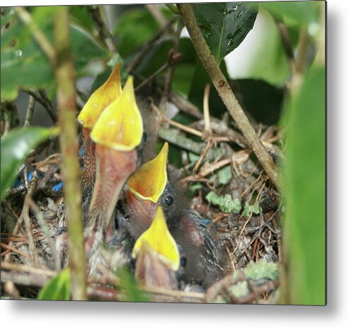 Hungry Baby Birds Metal Print featuring the photograph Hungry Baby Birds by Jerry Battle
