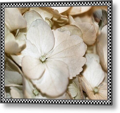 Hydrangea Metal Print featuring the photograph Hydrengea Blossom 3 Framed by Andrea Lazar