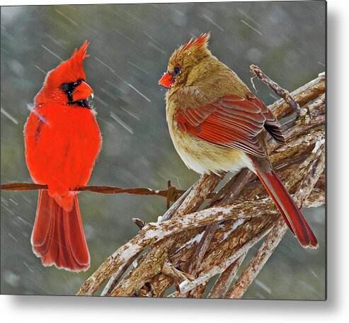 Wildlife Metal Print featuring the photograph I told you we should winter in Florida but noooo by Ron McGinnis
