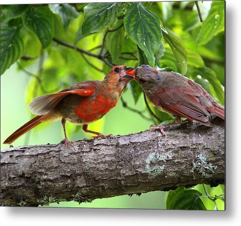 Northern Cardinal Metal Print featuring the photograph IMG_4283 - Northern Cardinal by Travis Truelove
