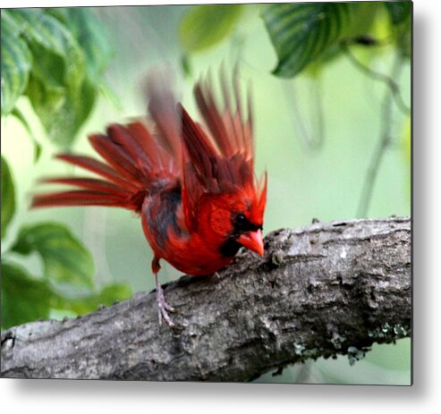 Northern Cardinal Metal Print featuring the photograph IMG_5716-002 - Northern Cardinal by Travis Truelove