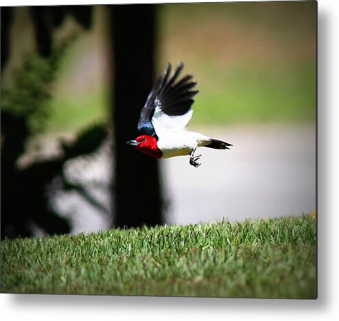  Red-headed Woodpecker Metal Print featuring the photograph IMG_9193-001 - Red-headed Woodpecker by Travis Truelove