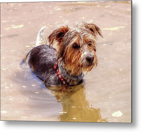 Dog Metal Print featuring the photograph In At The Deep End by Jeff Townsend