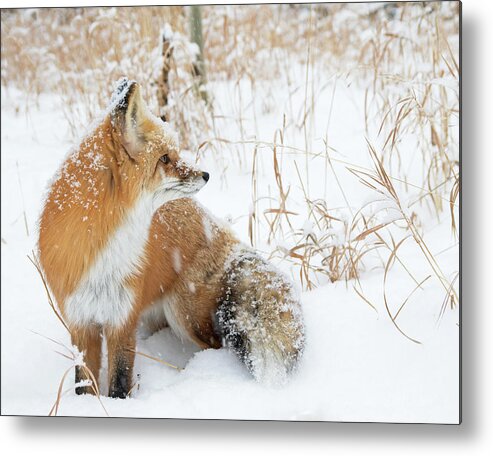 Fox Metal Print featuring the photograph In The Distance #2 by Mindy Musick King