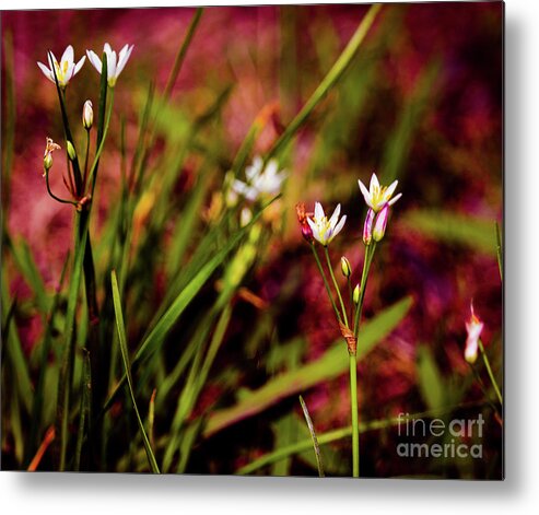 Flowers Metal Print featuring the photograph In The Red Mist by JB Thomas