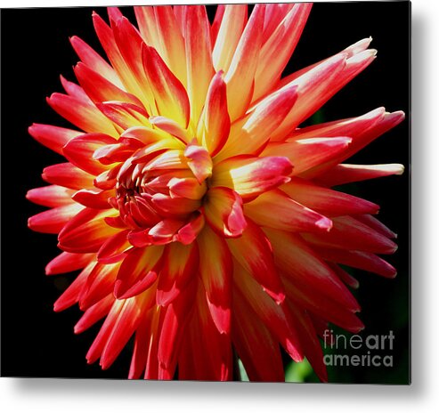Flower Metal Print featuring the photograph Intense Dahlia by Smilin Eyes Treasures