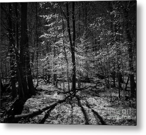 Bnw Metal Print featuring the photograph Into the woods by Izet Kapetanovic