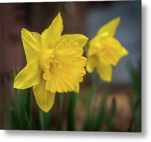 Yellow Metal Print featuring the photograph Invitation to Spring by Bill Pevlor