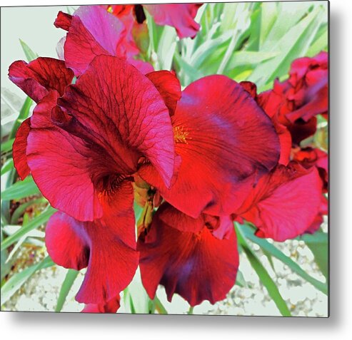 Iris Metal Print featuring the photograph Irises 6 by Ron Kandt