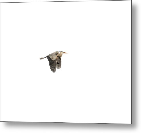 Great Blue Heron Metal Print featuring the photograph Isolated Great Blue Heron 2015-5 by Thomas Young
