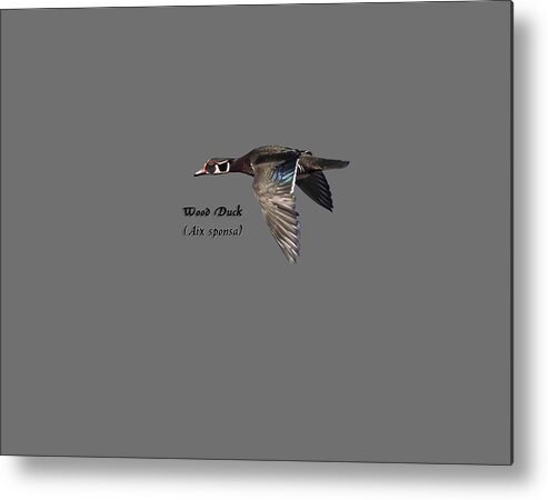 Wood Duck Metal Print featuring the photograph Isolated Wood Duck 2017-1 by Thomas Young