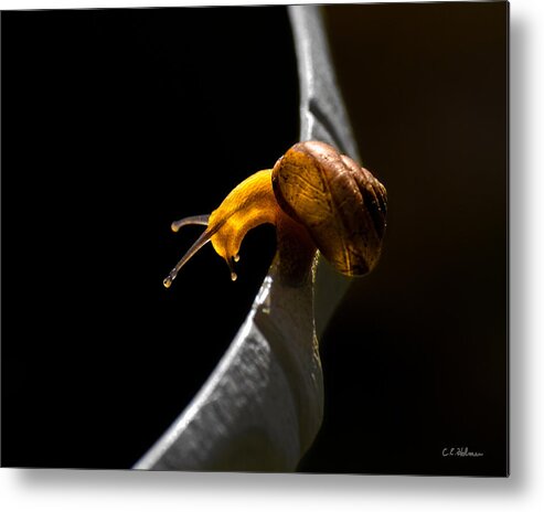 Insect Metal Print featuring the photograph It's Dark Down There by Christopher Holmes