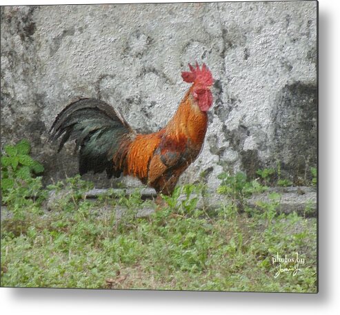 Farm Metal Print featuring the photograph Jago by Jamie Johnson