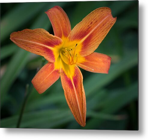 Tiger Lily In Full Bloom Metal Print featuring the photograph July Tiger Lily by Kenneth Cole
