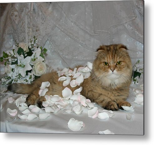 Scottish Fold Metal Print featuring the pyrography June 2005 by Robert Morin