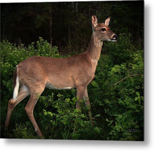 Deer Metal Print featuring the photograph Just a deer by Bill Stephens