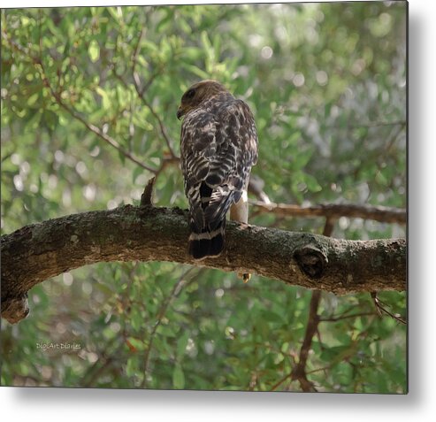 Hawk Metal Print featuring the photograph Just Ready to Attack by DigiArt Diaries by Vicky B Fuller