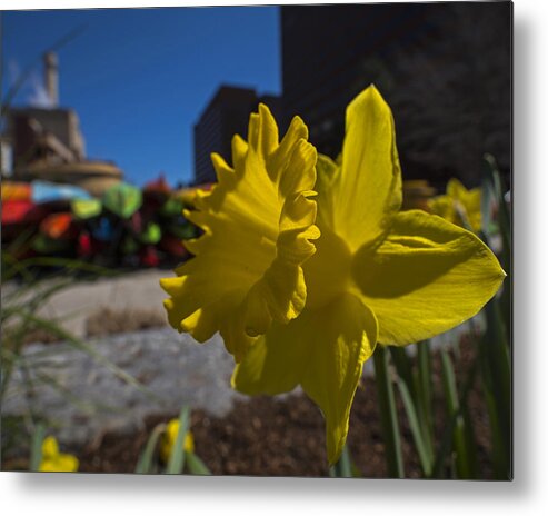 Kayak Metal Print featuring the photograph Kayak Launch Daffodil Cambridge MA by Toby McGuire