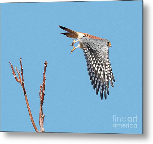 Bird Metal Print featuring the photograph Kestrel Taking Flight by Dennis Hammer
