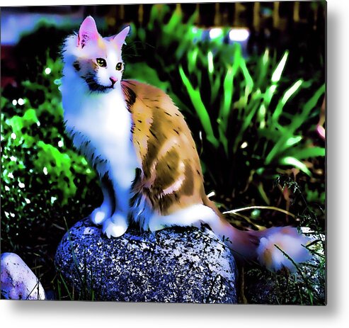 Kitty Metal Print featuring the photograph King of the Hill by Jennifer Grossnickle