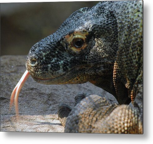 Varanus Komodoensis Metal Print featuring the photograph Komodo Dragon by Michelle Halsey