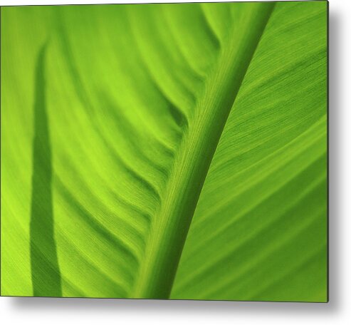 Leaf Metal Print featuring the photograph Leaf Study by Rod Kaye